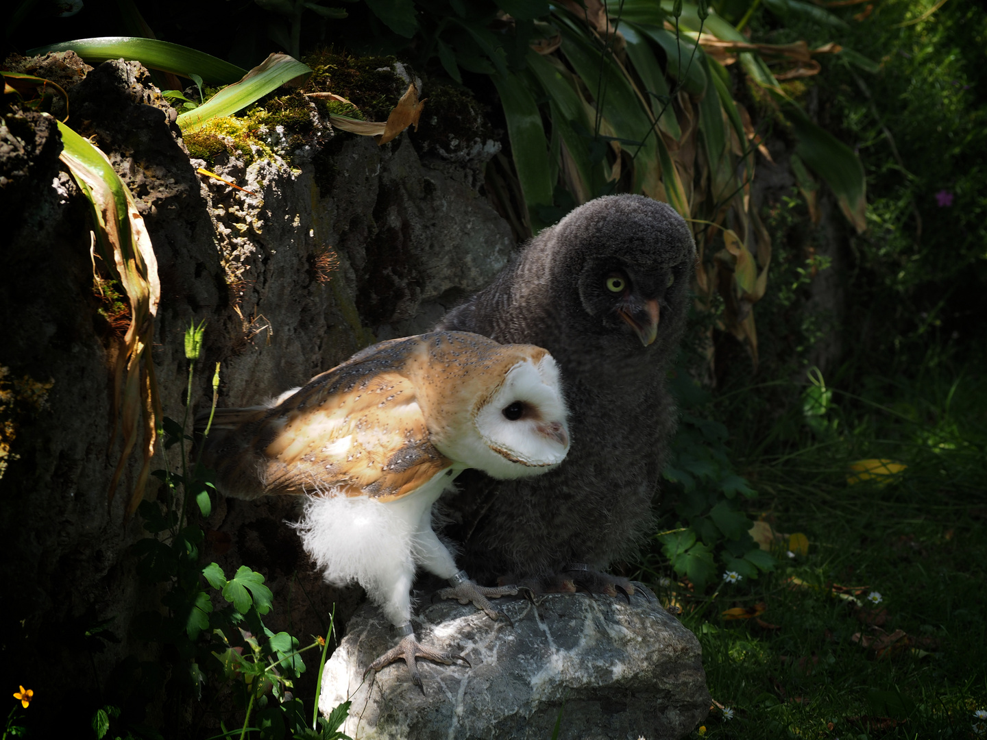 Zwei Vögel in Haging