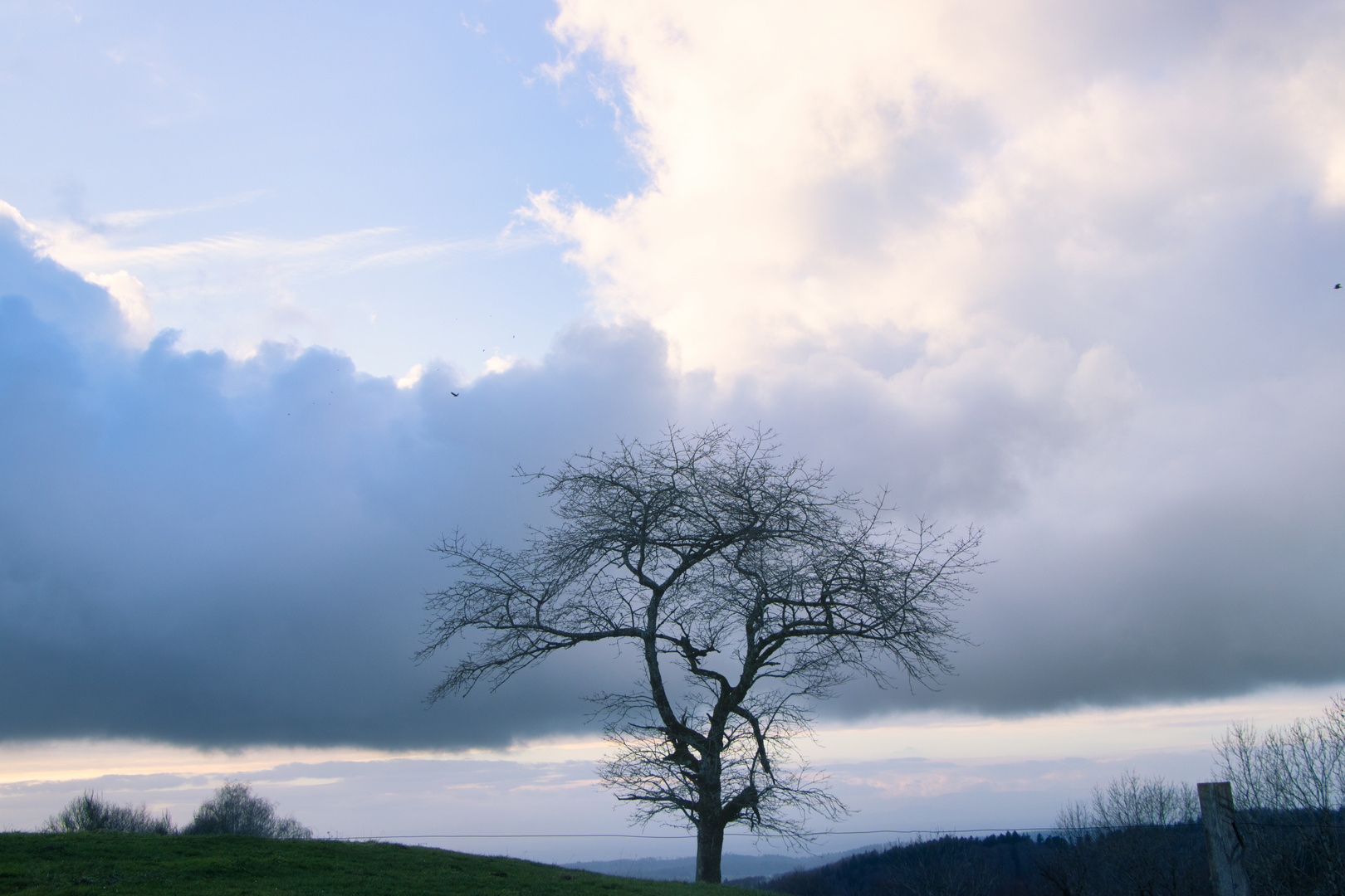 Zwei Vögel mit Baum und Wolken