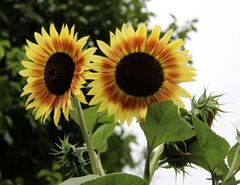 zwei von 5 hellen Sonnenblumen an der Großen