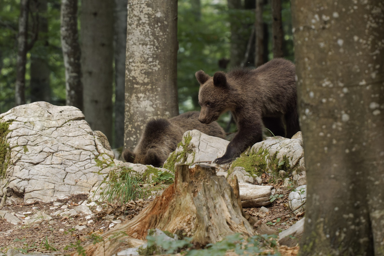 Zwei von den drei Braunbärenkindern