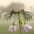 "Zwei von der Kuhwiese" :O)