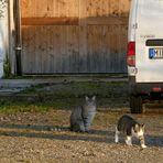 Zwei von drei Katzen