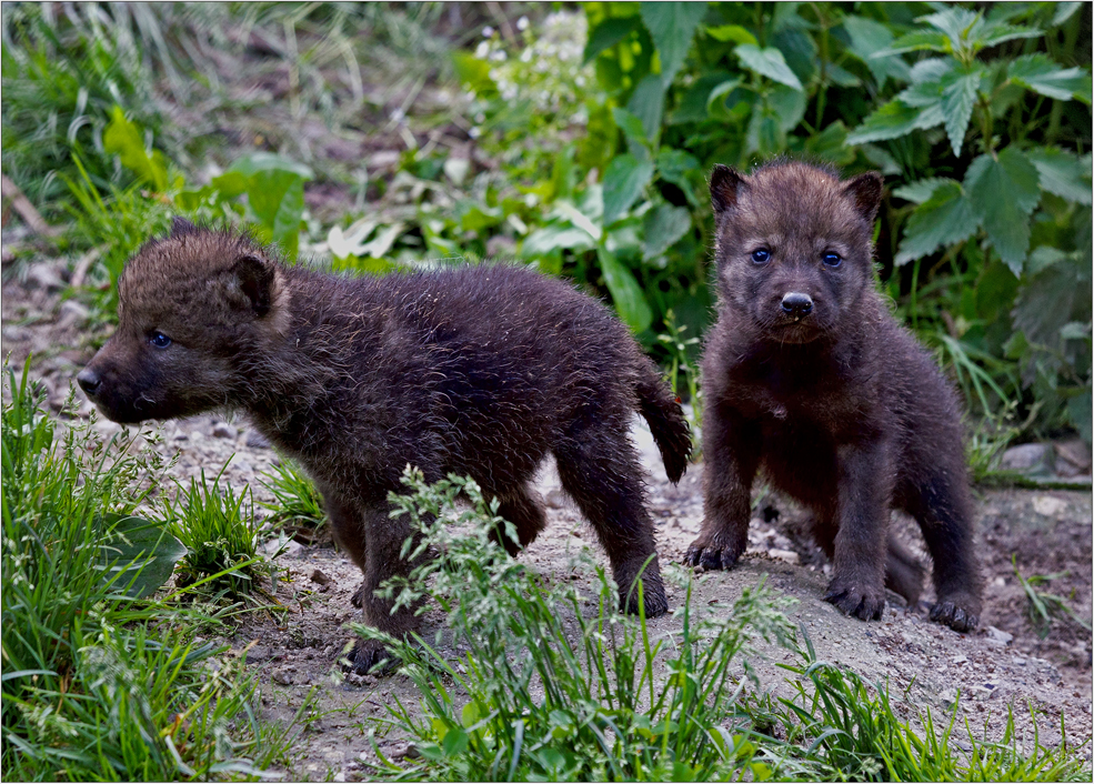 Zwei von fünf Wolfsbabys