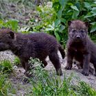 Zwei von fünf Wolfsbabys