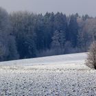 Zwei vor dem Wald