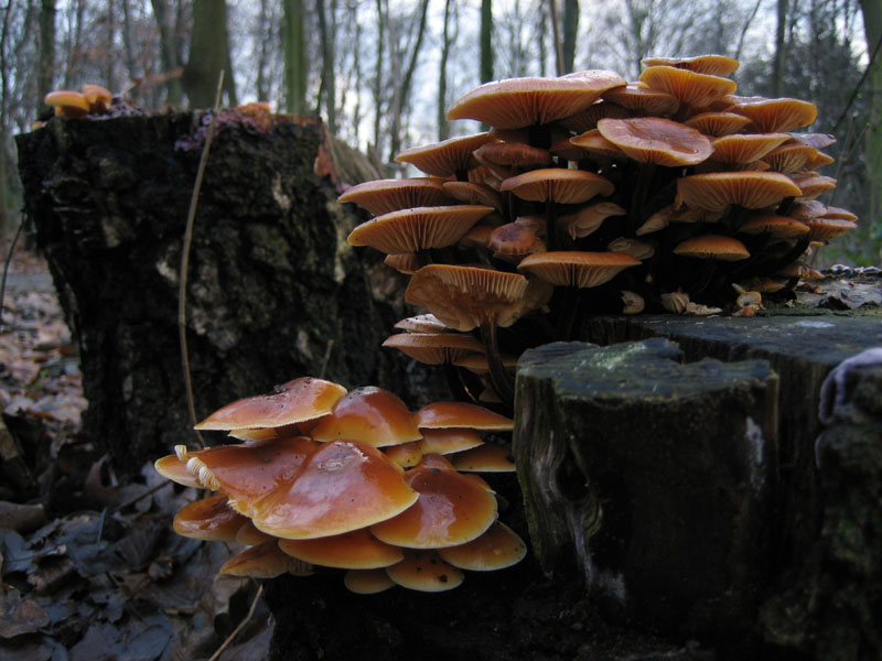 Zwei Wälder aus Pilzen