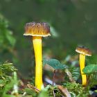 Zwei Waldbewohner: Trompetenpfifferlinge (Craterellus tubaeformis) * - Chanterelles en tube.