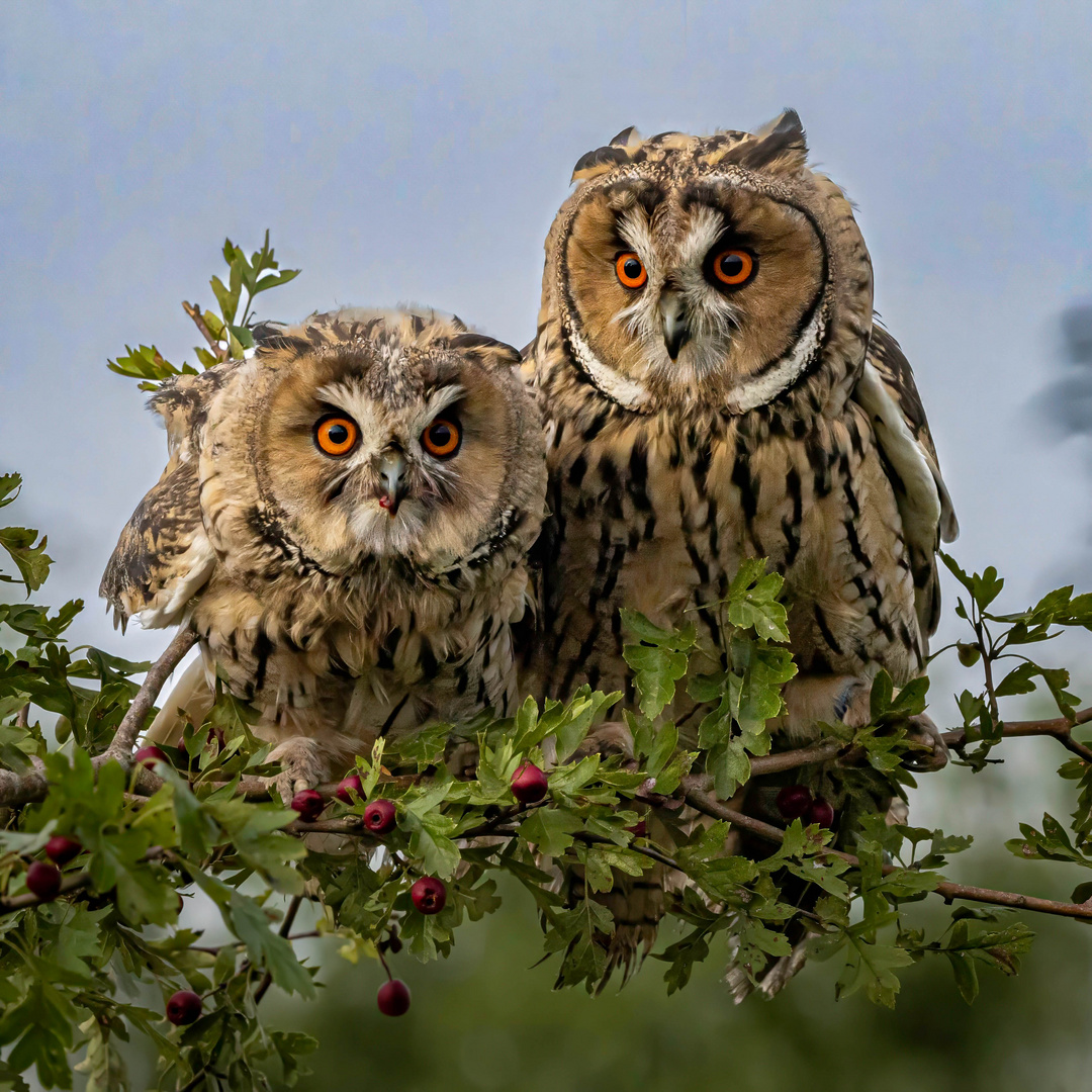 Zwei Waldohreulen / Two long-eared owls