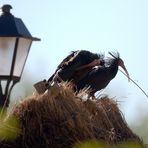 Zwei Waldrappe decken eine Hütte ab..