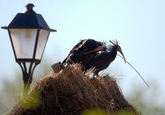 Zwei Waldrappe decken eine Hütte ab..