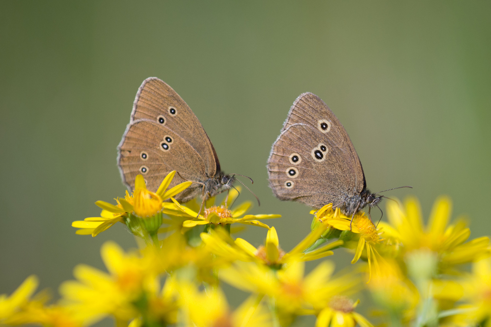 Zwei Waldvögel gehen über Blüten spazieren.