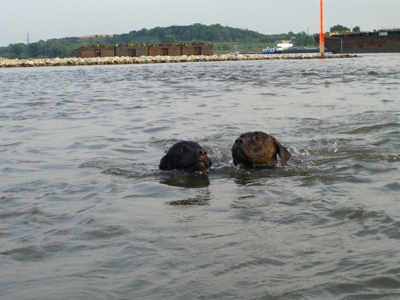 zwei Wasserratten