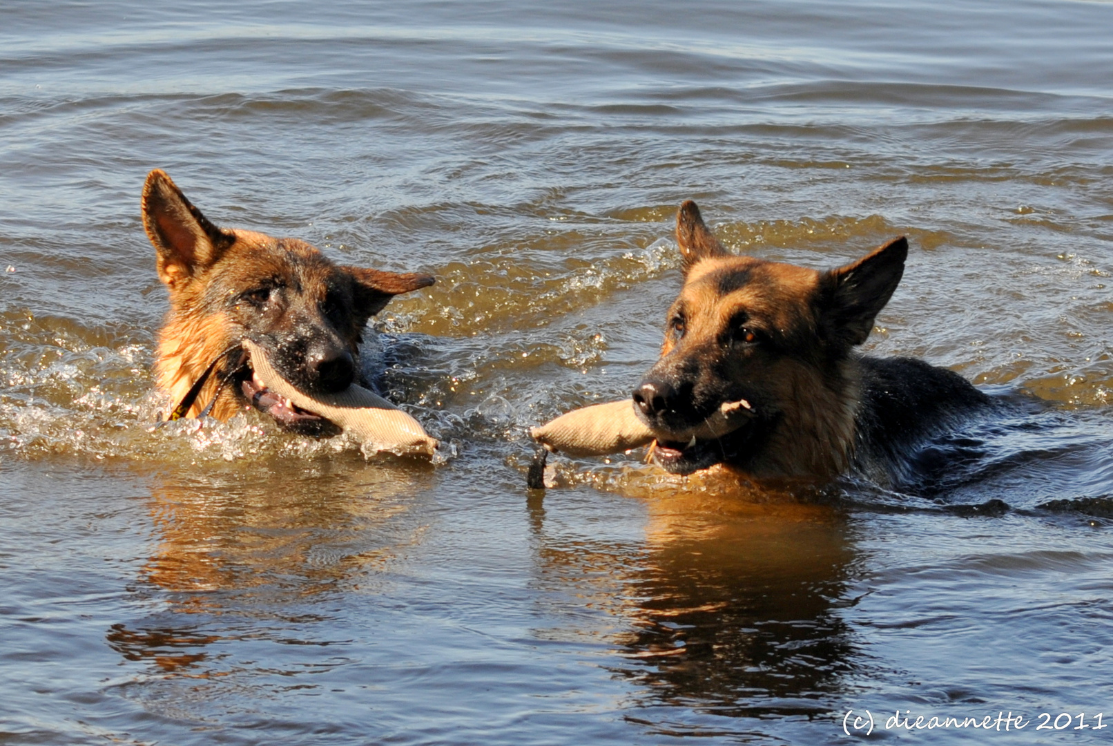 Zwei Wasserratten....