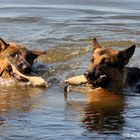 Zwei Wasserratten....