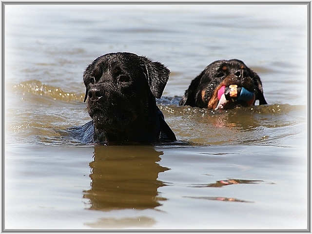 Zwei Wasserratten