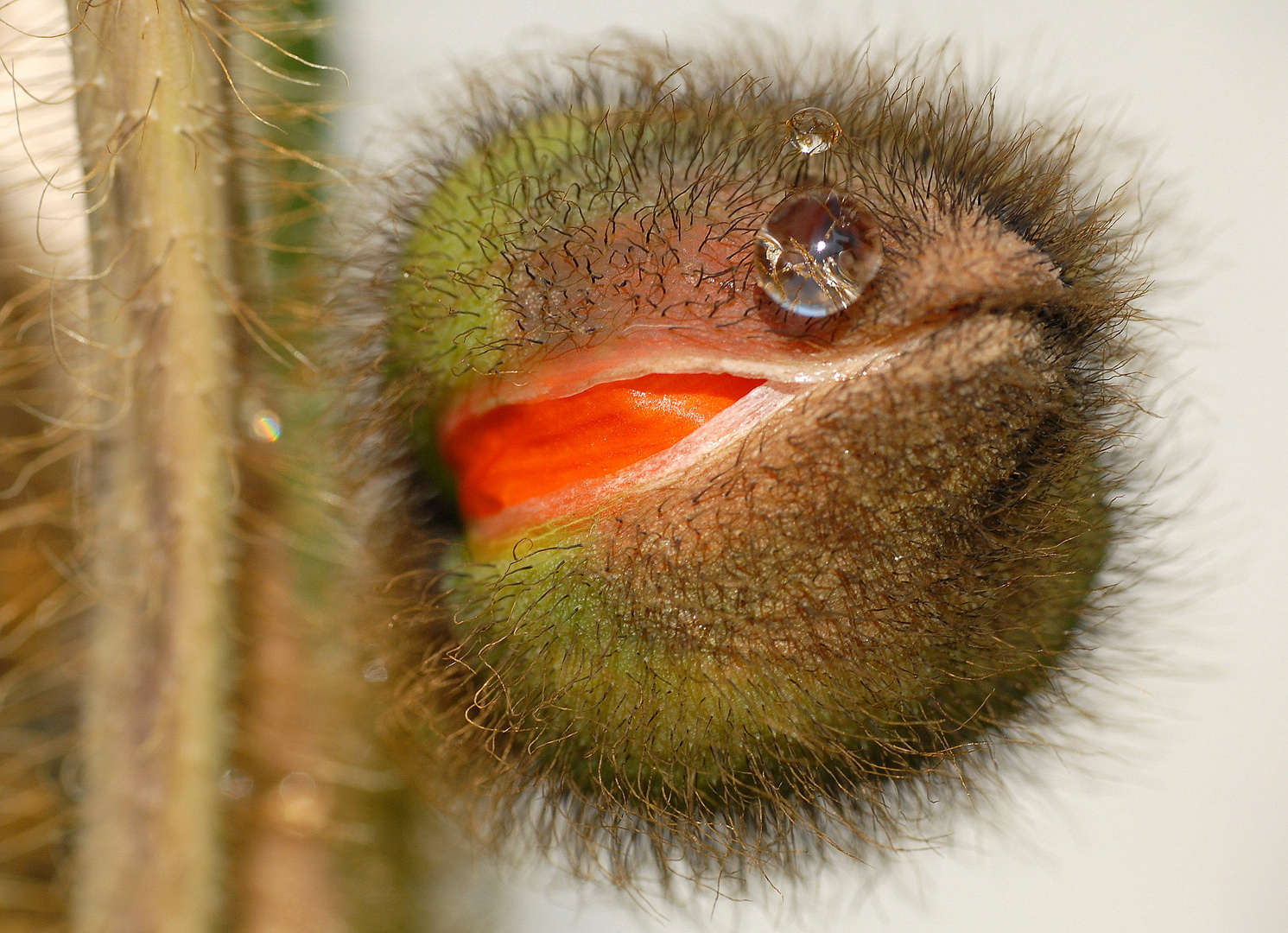 Zwei Wassertropfen