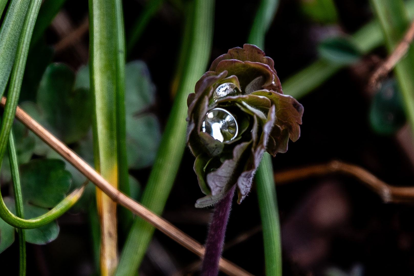 Zwei Wassertropfen