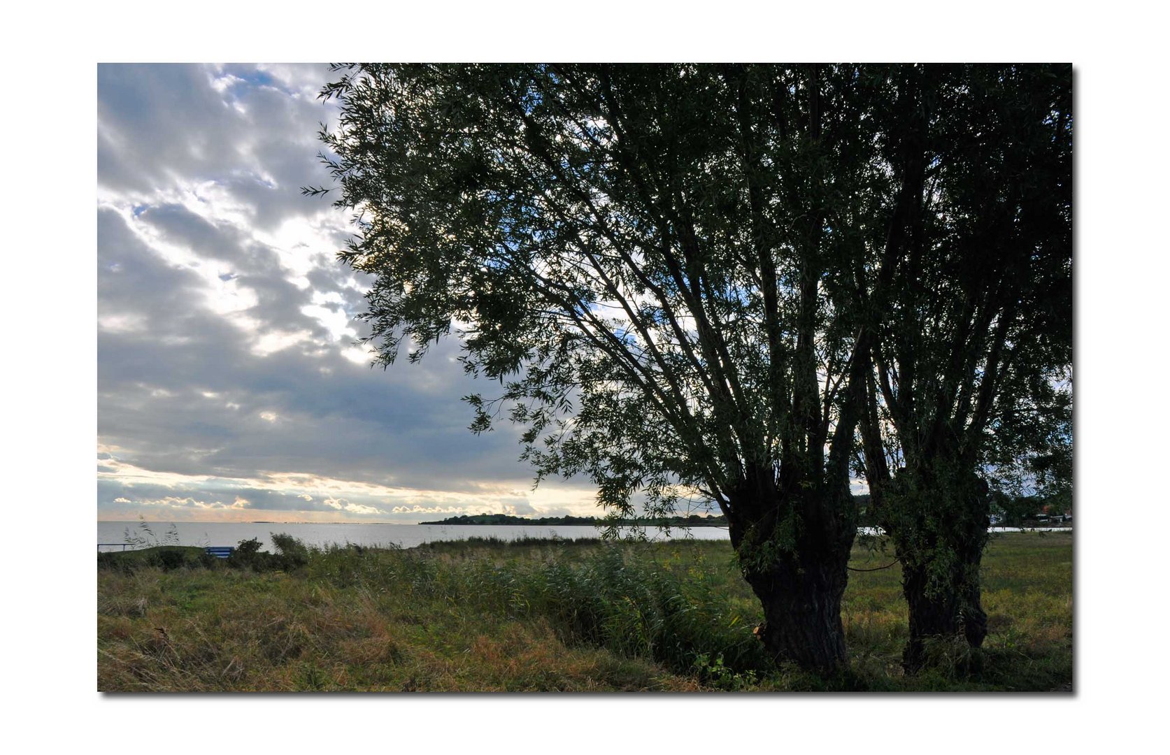 Zwei Weiden im Wind