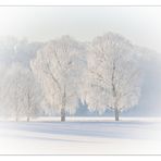 Zwei weisse Birken