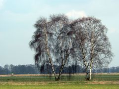 Zwei weiße Birken…….