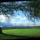 Zwei weiße Birken, das WIntergetreide und die Eifel im Blick....