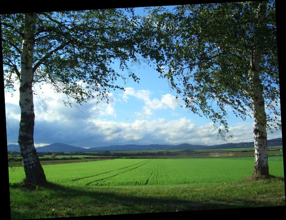 Zwei weiße Birken, das WIntergetreide und die Eifel im Blick....