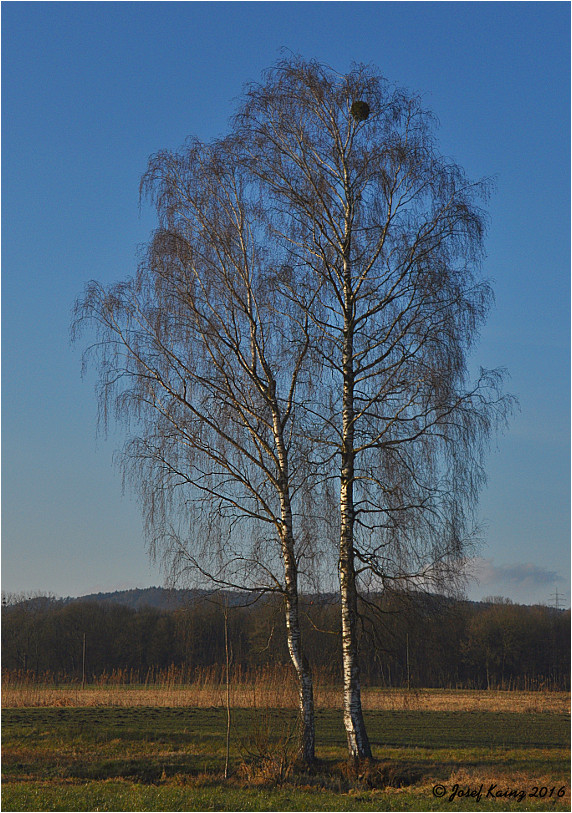 Zwei weiße Birken im Winter