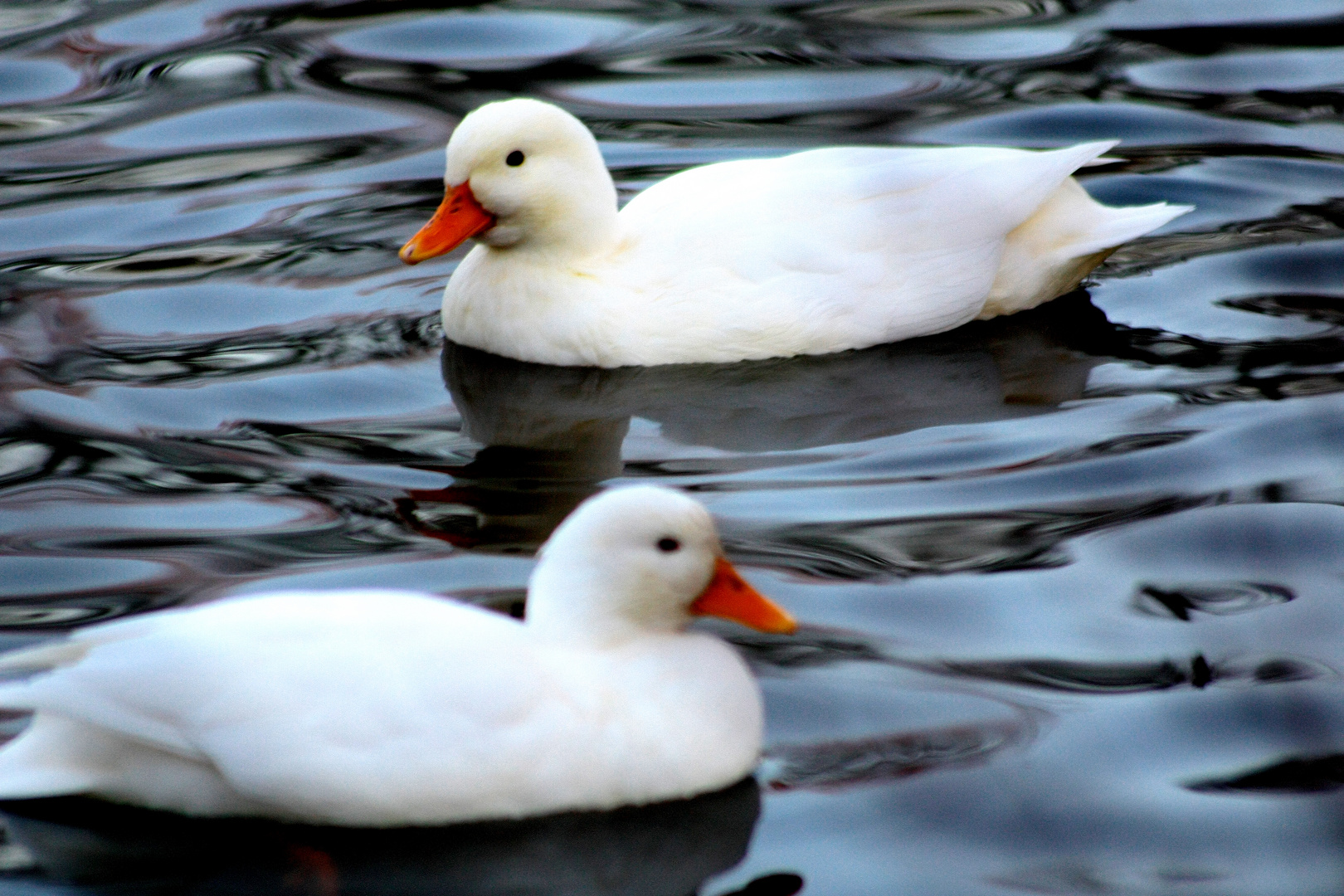 Zwei weiße Enten auf einen Teich