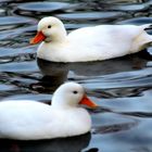 Zwei weiße Enten auf einen Teich