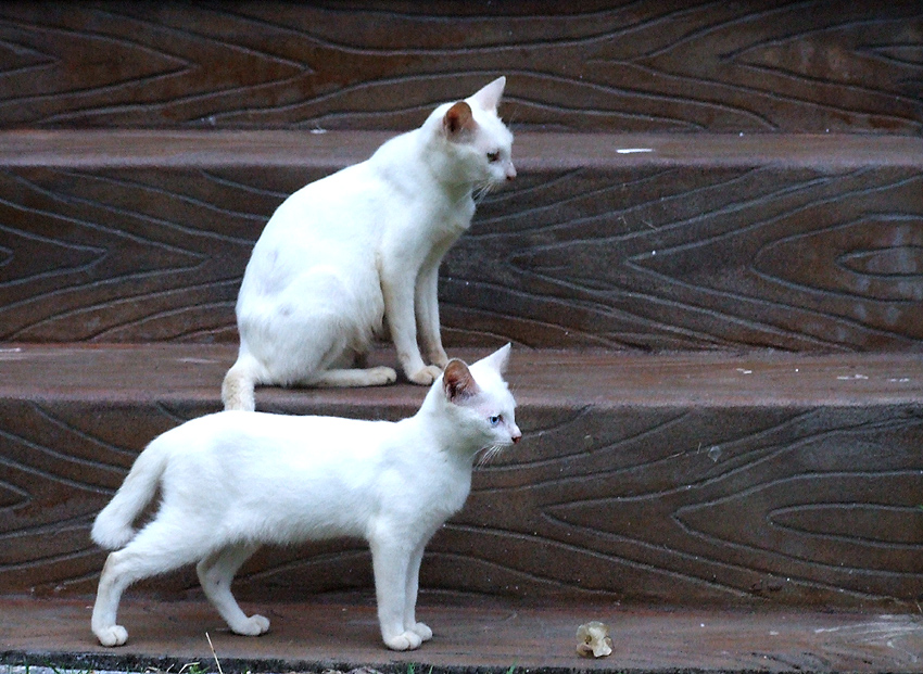 Zwei weiße Katzen in Mallorca