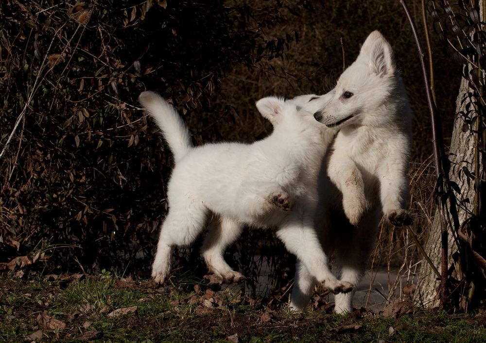 zwei weiße Schäferhundbaby´s