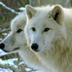 Zwei weiße Wölfe