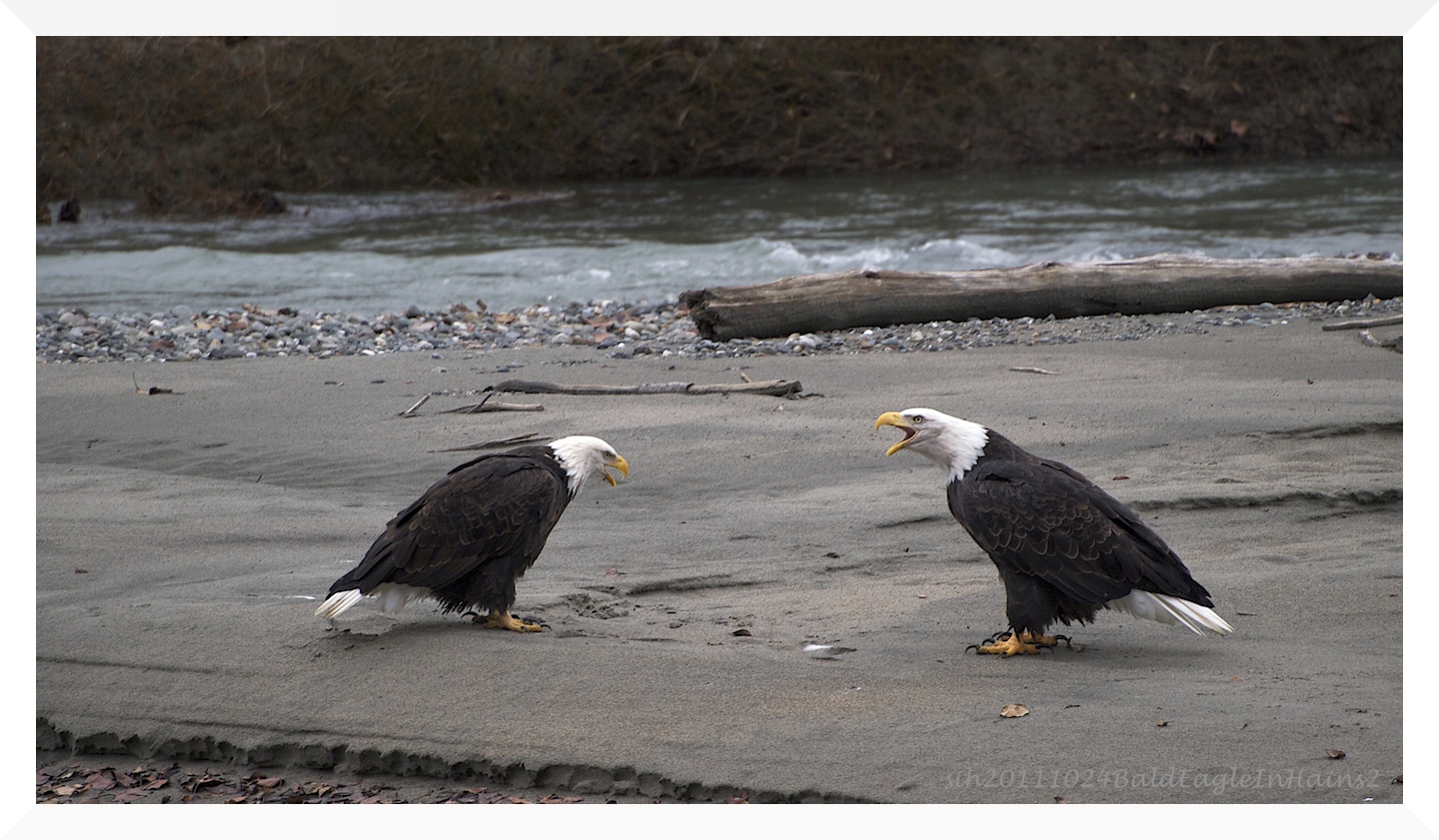 zwei Weißkopfseeadler bei der Diskussion