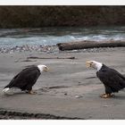 zwei Weißkopfseeadler bei der Diskussion