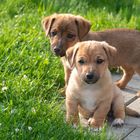 Zwei Welpen im Garten