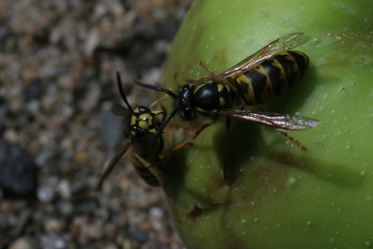 Zwei Wespen und ein Apfel