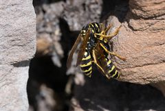 Zwei wespenähnliche (Feldwespen?) Insekten