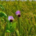 zwei Wicken im Kornfeld