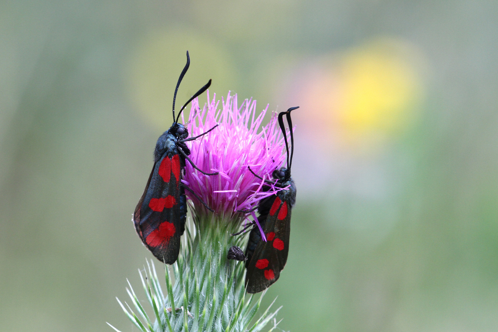 Zwei Widderchen