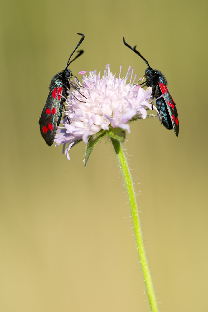 Zwei Widderchen