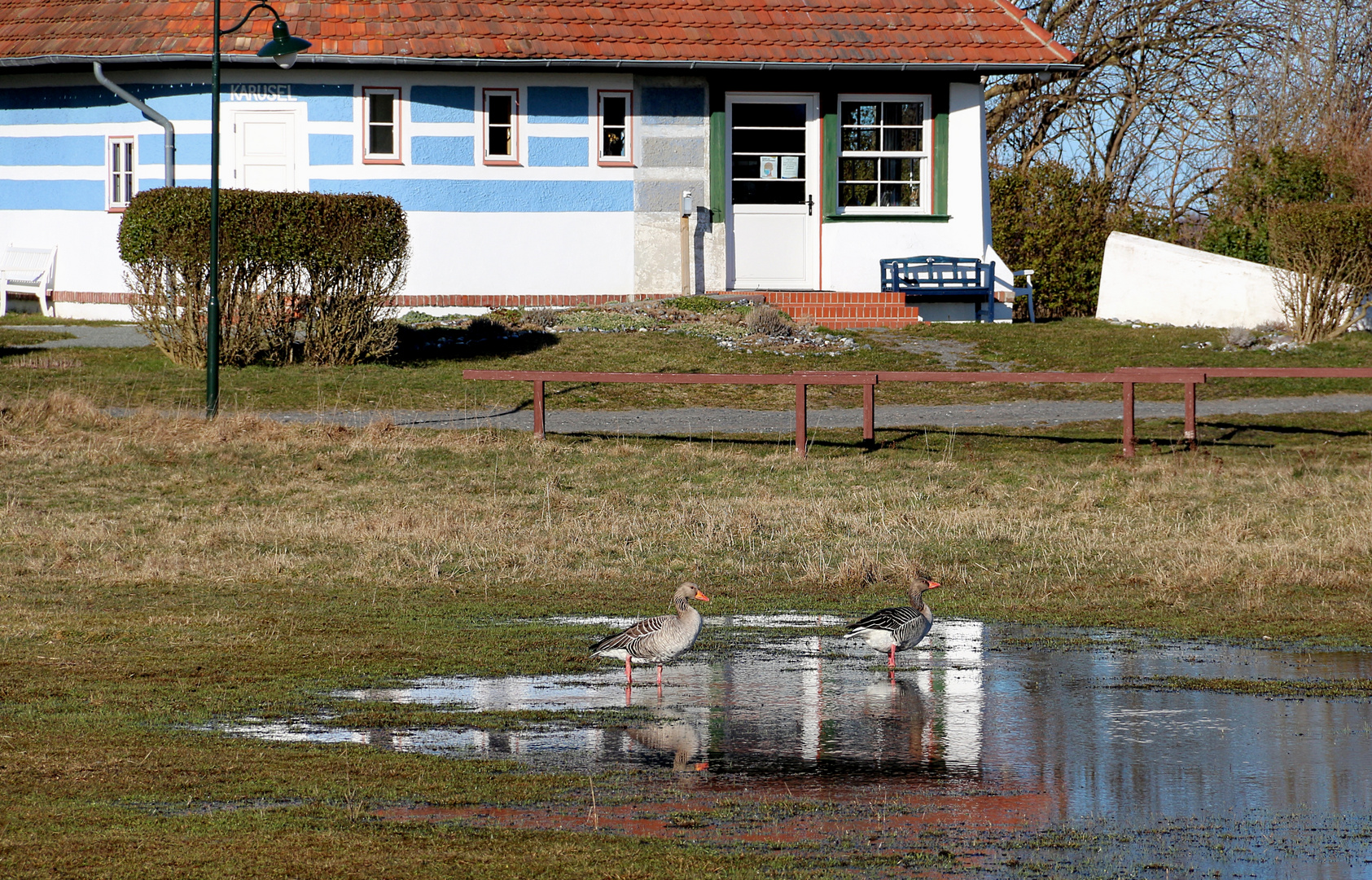 Zwei Wildgänse vorm Asta-Nielsen Haus (Vitte, Insel Hiddensee)