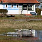 Zwei Wildgänse vorm Asta-Nielsen Haus (Vitte, Insel Hiddensee)