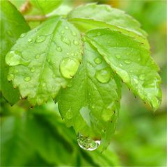 Zwei Wildrosenbüsche im Garten