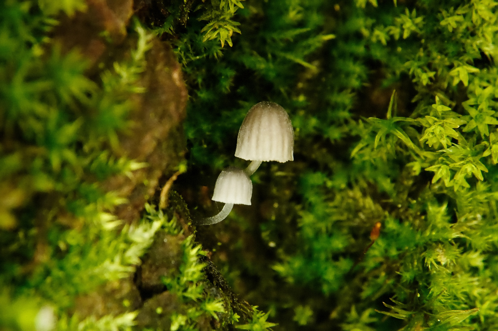 Zwei Winzlinge im Moosdickicht Ø 2 u. 3 mm auf der Wetterseite eines Baumes