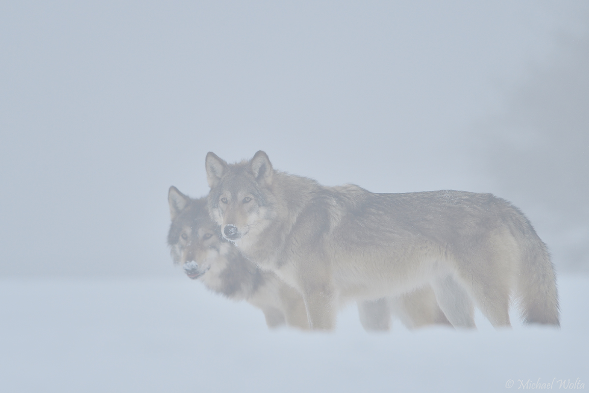 Zwei Wölfe im Morgennebel