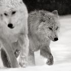 zwei Wölfe im Schneegestöber...