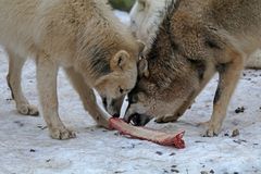 Zwei Wölfe und nur ein Knochen