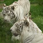 Zwei wunderschöne weisse Tiger