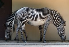 Zwei ---- Zebra