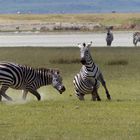 Zwei Zebrahengste im Clinsch